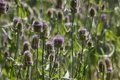 Dipsacus fullonum
