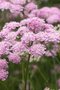 Pimpinella major 'Rosea', Grote Bevernel