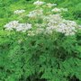 Selinum wallichianum