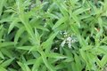 Aloysia citriodora (=Lippia), Citroenverbena