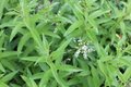 Aloysia citriodora (=Lippia), Citroenverbena