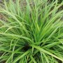 Carex morrowii 'Mosten', Zegge