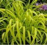 Milium effusum 'Aureum', Bosgierstgras