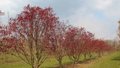 Acer palm. 'Fireglow', 250/300 cm 130L, meerstammig