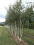 Betula pendula, 175/200cm 90L, meerstammig, Witte berk (= Alba/Verrucosa)