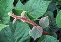 Actinidia deliciosa 'Atlas', Mannelijke Kiwi