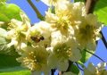 Actinidia deliciosa 'Hayward', Vrouwelijke Kiwi