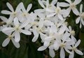 Clematis arm. 'Snowdrift', Bosrank