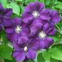 Clematis 'Etoile Violette', Bosrank