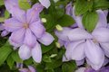 Clematis 'Mrs Cholmondeley', Bosrank