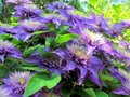 Clematis 'Multi Blue', Bosrank