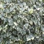 Hedera alg 'Gloire de Marengo', 60-80 2L, Klimop