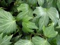 Hedera helix 'Green Ripple', Klimop