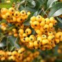 Pyracantha hybr. 'Soleil d'Or', 60-80 2L Vuurdoorn