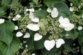 Schizophragma hydrangeoides, 50-60 3L, Pluim-klimhortensia