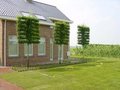 Carpinus betulus, 12/14 Draadkluit, Lei-haagbeuk voorgeleid met rek