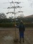 Liquidambar styraciflua, 10/12 Draadkluit, Lei-Amberboom voorgeleid met rek