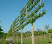 Liquidambar styr. 'Worplesdon', 10/12 Draadkluit, lei-Amberboom voorgeleid met rek