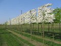 Malus 'Evereste', 12/14 Draadkluit Lei-vorm met scherm, Sierappel