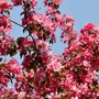Malus 'Red Sentinel', 14/16 Draadkluit Lei-vorm met scherm, Sierappel