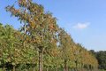 Malus 'Brouwers Beauty', 10/12 Draadkluit, Lei-vorm met scherm, Gele sierappel