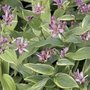 Tricyrtis formosa, Armeluisorchidee
