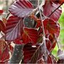 Fagus sylv. Atropunicea, 80-100 Blote wortel, Rode Beukenhaag