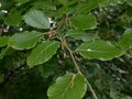 Fagus sylvatica, 40-60 Blote wortel, Beukenhaag