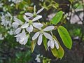 Amelanchier lamarckii, Krentenboompje, bosplantgoed 1+1 80/100