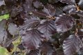 Fagus syl. 'Atropunicea', 14/16 Draadkluit, om te leiden zonder rek