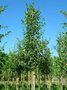 Acer monspessulanum, 10/12 pot