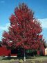 Acer rub. 'Red Sunset', 12/14 Pot (= Frank's Red)