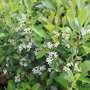 Aronia melanocarpa 'Hugin', 40-50 3L, appelbes