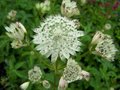 Astrantia major 'Shaggy', Zeeuws knoopje