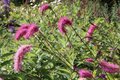 Sanguisorba obtusa, Grote pimpernel