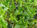 Hedera helix 'Goldheart', 60-80 2L, Klimop