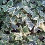 Hedera helix 'Little Diamond', 2L Klimop