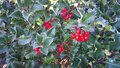 Ilex mes. 'Blue Princess', 40-50 3L, Hulst