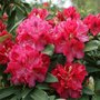 Rhododendron 'Wilgen's Ruby', 30-40 5L