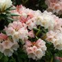 Rhododendron 'Grumpy', 30-40 5L