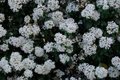 Viburnum tinus 'Spirit', 25-30 3L, Sneeuwbal