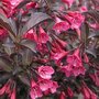 Weigela florida 'Alexandra', 3L, Weigelia