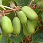 Actinidia arguta 'Jumbo', Kiwibes