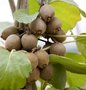 Actinidia deliciosa 'Solissimo', Kiwi