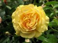 Rosa 'Absolutely Fabulous', Stam 90cm