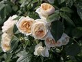 Rosa 'Lions Rose', Blote wortel, Trosrozen