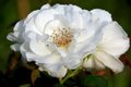 Rosa 'Maria Mathilda', Blote wortel, Trosrozen