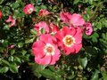 Rosa 'Pink Meidiland', 1.5L, Trosrozen