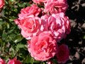 Rosa 'Bad Birnbach', Blote wortel, Rozen