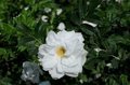 Rosa 'Blanc Double de Coubert', Blote wortel, Rozen